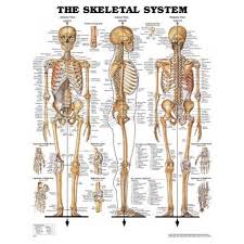 anatomical charts