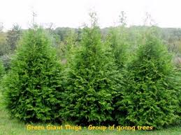 arborvitae green giant size 1