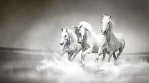 Black And White Horse Images Hd Related Image White Horses Horses Running Horses
