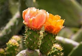 Some fruits will usually have more seeds or spines than others, and it is upon you to decide what you want. Opuntia Cactus Species Cultivation And Care At Home