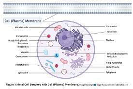 We did not find results for: Animal Cell Definition Structure Parts Functions And Diagram