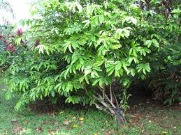 Image result for Artabotrys hexapetalus