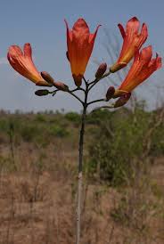 Image result for Fernandoa