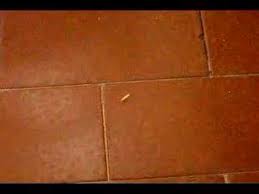Yeah, but it's all true. Maggots On My Floor Youtube