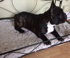 French bulldog puppies panama city fl. French Bulldog Puppies For Sale Panama City Beach Fl 167243
