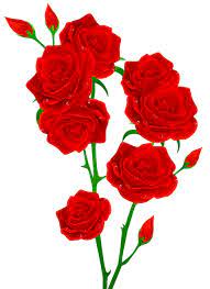 Red Roses Transparent Png Clip Art Image Flower Images Rose Vine Tattoos Beautiful Flowers