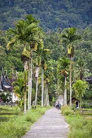 Palm Tree Avenue Palm Trees Beautiful Wallpaper For Phone Beautiful Landscapes