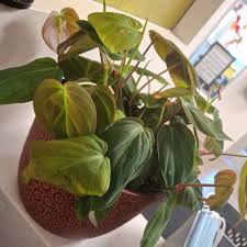 Image result for Dipcadi platyphyllum