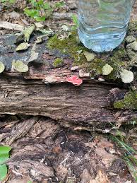 Image result for Merulius incarnatus