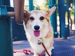 Mimi Goes To The Playground Corgis Gonna Corg Corgi Playground