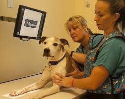 The right appliances make small kitchens more comfortable. Veterinarian In Palm Desert Ca Country Club Animal Clinic