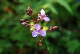 Image result for Murdannia stricta