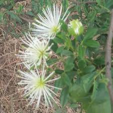 Image result for Maerua cafra