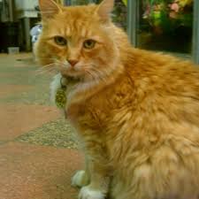 Maybe you would like to learn more about one of these? Olympia Flower Store Closed Florists 1916 Beacon St Brookline Ma Phone Number Yelp