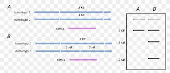 Canadian journal of forest research, 21: Restriction Fragment Length Polymorphism Southern Blot Amplified Fragment Length Polymorphism Electrophoresis Png 1200x520px Watercolor Cartoon Flower