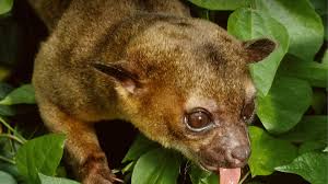 They spend most of their lives in the trees, and their long tails help them keep balance. Kinkajou San Diego Zoo Animals Plants