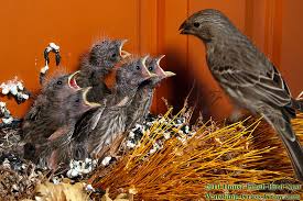 This depends, as we mentioned before, on the diet and the life they lead. House Finches Nest Again In 2010 Live Webcam