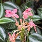 Image result for Crossandra nilotica