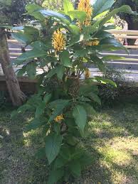 Image result for Justicia aurea