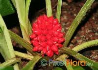 Image result for Palisota