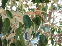 Image result for Croton gratissimus