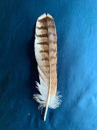 Red tailed hawk feather pictures. Red Tailed Hawk Feather By Aguilaharpia On Deviantart