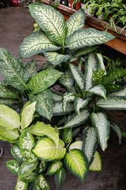 Dieffenbachia Houseplants Cool Plants Plants
