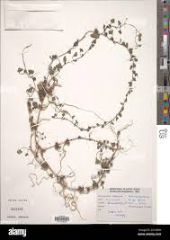 Image result for Merremia pterygocaulos