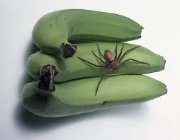 They kill a lot of tiny pests that infest homes. Is That A Spider Bite Or Are You Just Glad To See Me All Kidding Aside