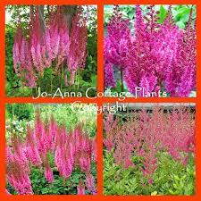 Astilbe Chinensis Xxl 3 Litre Pot False Spirea Astilbe Spirea Plants
