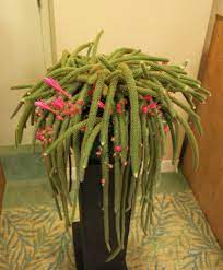 Not absolutely sure on the cultivar, but close enough. Caren White On Hubpages