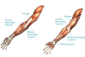 Anatomy related to lateral epicondylitis: Lateral Epicondyle Muscles And Medial Epicondyle Muscles Anatomy