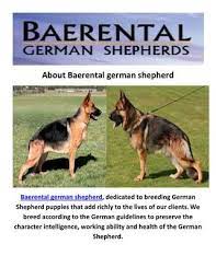 German shepherd puppies for sale in texas can be a challenging decision due to the many wonderful german shepherd breeders located all across the state. Pin On Hidden Akers Newfoundlands
