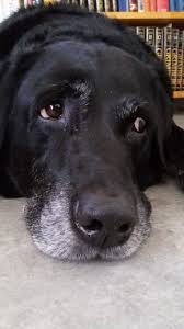 Old Age Brings New Love Black Labrador Retriever Labrador Retriever Labrador Dog