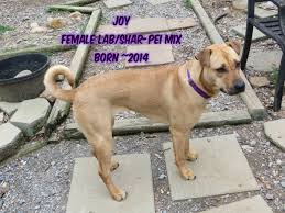 Sharpei & lab mix puppies. Dog For Adoption Joy A Yellow Labrador Retriever Shar Pei Mix In Huddleston Va Petfinder