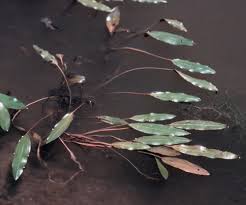 Image result for Potamogeton nodosus