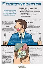 Poster My Digestive System Digestive System Body Systems Fun Science