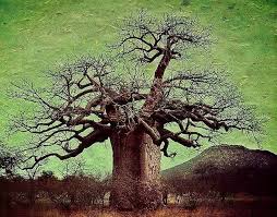 Image result for Adansonia digitata