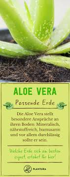 Ich habe pflanzen oder kakten gesucht,die wenig pflege brauchen.aber schon ankommen waren die aloe vera pflanze in. Aloe Vera Pflanzen Vermehren Plantura Nahrstoffreiche Rezepte Aloe Vera Pflanze Aloe Vera
