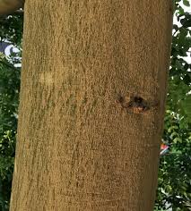 Image result for Albizia procera