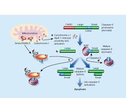 The inactive or nearly inactive precursor of an enzyme. Baiting Death Inhibitors Nature