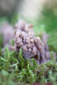 Image result for Clavulina cinerea