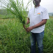 Image result for Chloris gayana