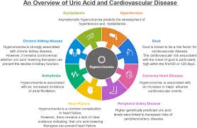 Image result for Hyperuricemia