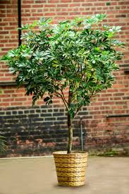 Image result for Schefflera