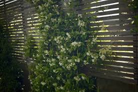Jasmine Vine Horizontal Slat Fence Catriona Andrews Gardenista Garden Vines Charming Garden Flowering Vines