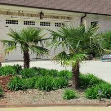 Excellent for larger gardens where a dramatic solitary presence is desired. Palm Trees For Sale Fastgrowingtrees Com