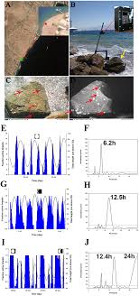 Tidal And Diel Orchestration Of Behaviour And Gene