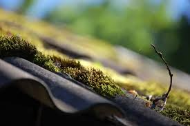 Doch auch getrocknete insekten, wie man sie aus asien kennt, sind beliebt. Moos Entfernen Hinweise Methoden Tipps