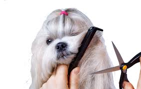 We did not find results for: Your Local Mobile Dog Groomers Dog Grooming In Your Area Westyleanydog Com